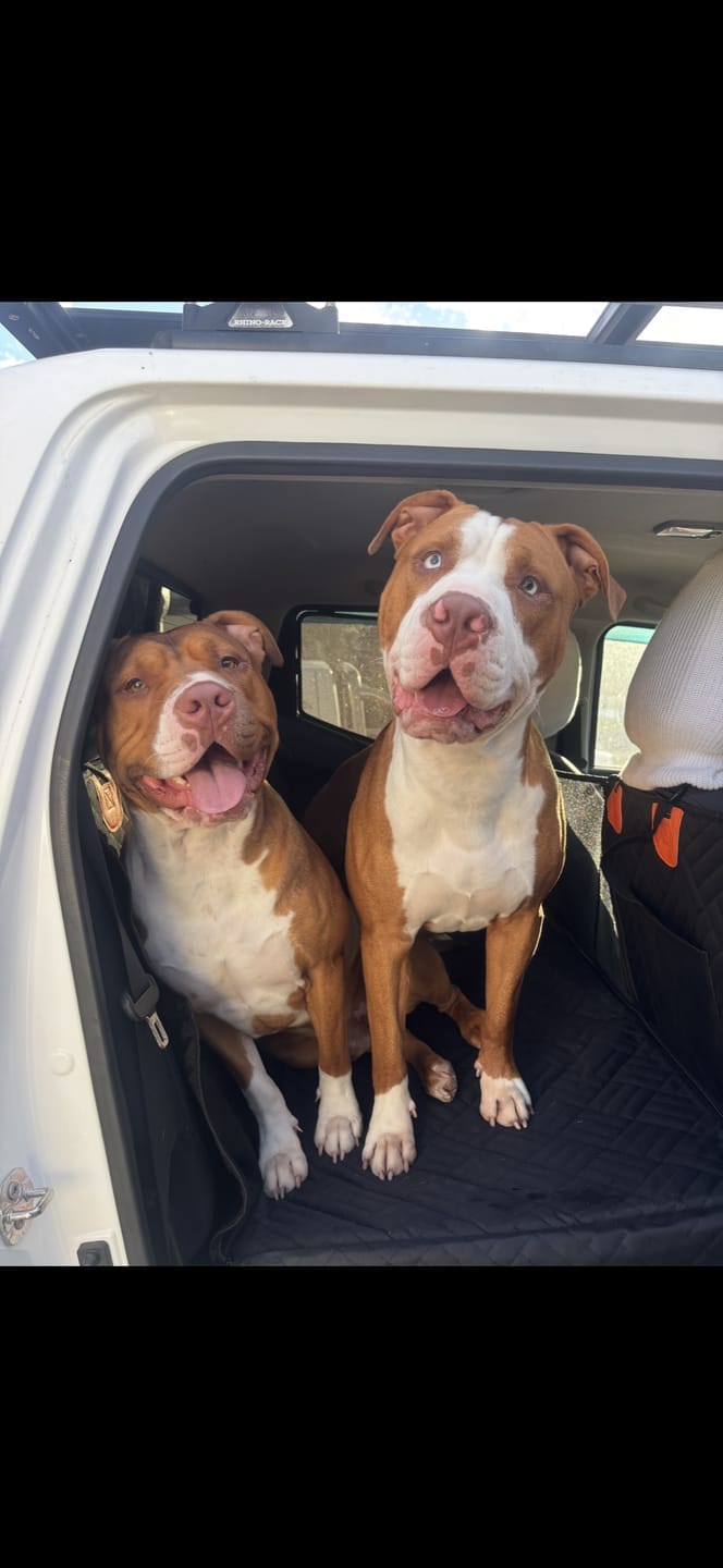 Customer photo review of MrBarks Dog Seat Cover