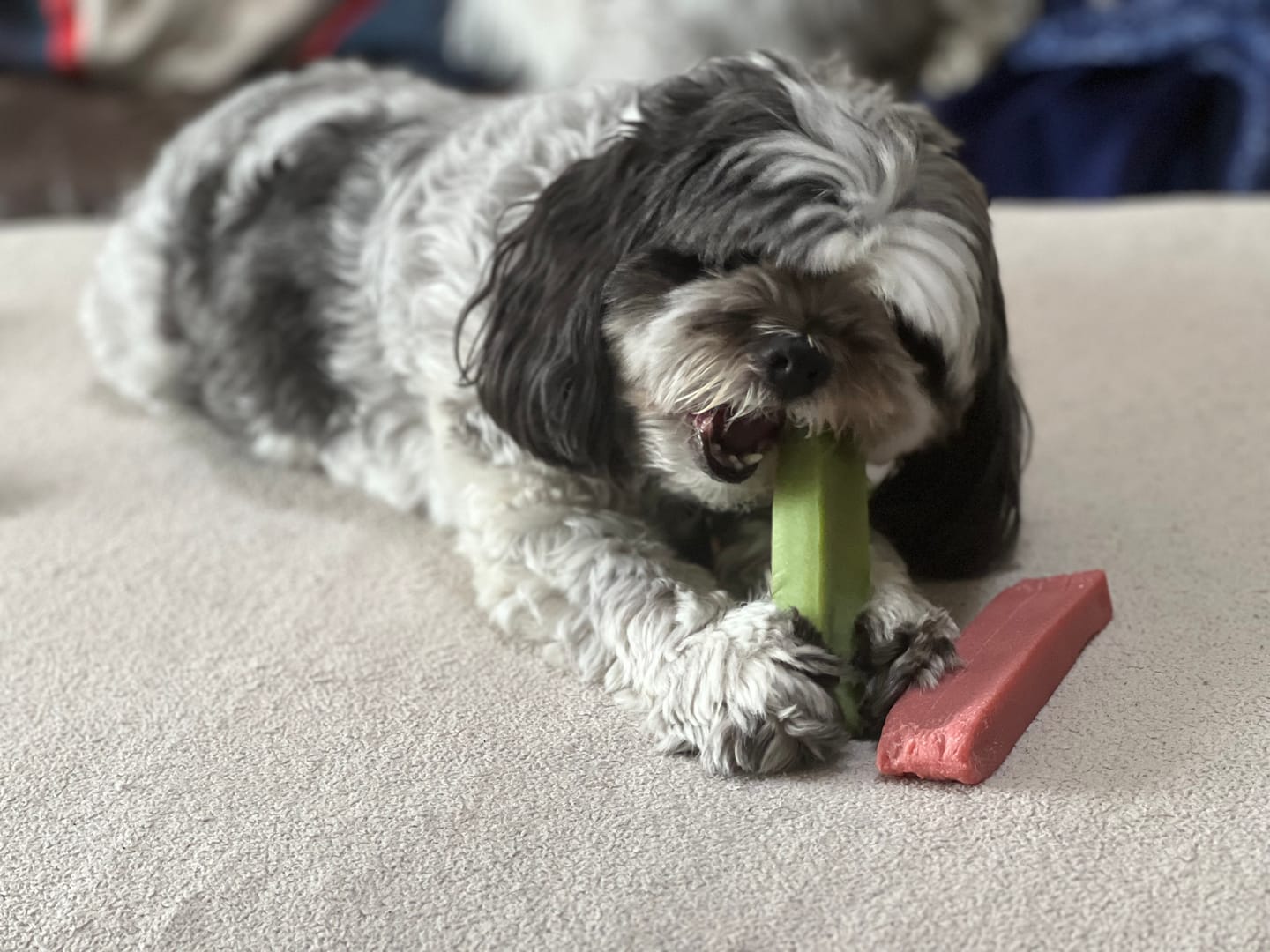 Customer photo review of Himalayan Yak Chew Flavor Pack