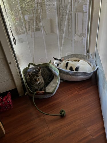 Kundenbewertung mit Foto zu Fellnest Katzenkorb