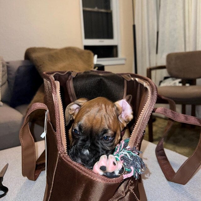 Customer photo review of Chocolate Brown Pet Tote Bag