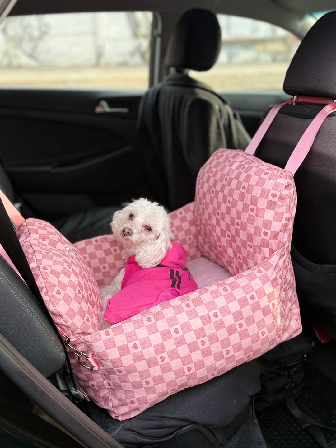 Customer photo review of Asiento Primera Clase THE DOGS — Viajes seguros y cómodos