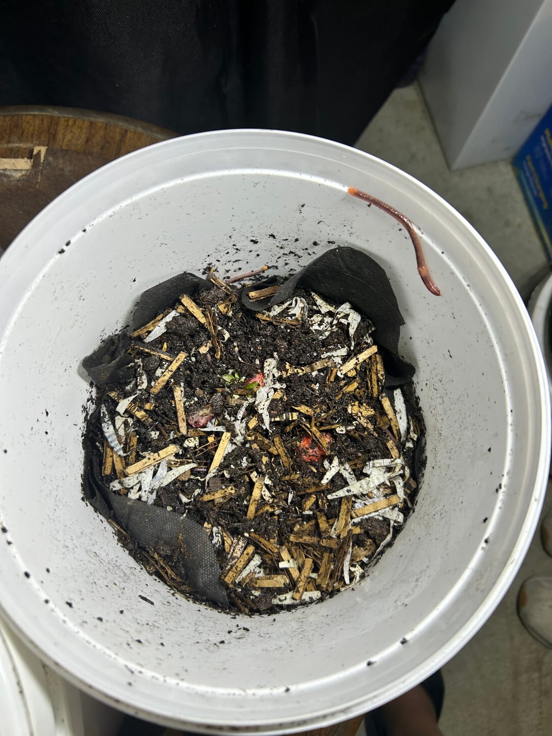 Customer photo review of Red Wigglers Composting Worms