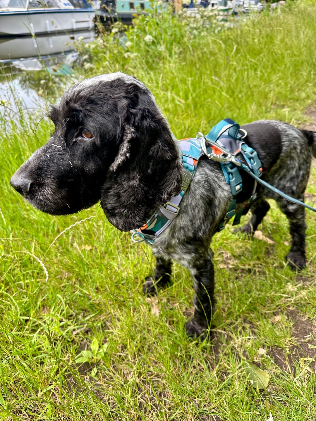 Customer photo review of Scramble Harness