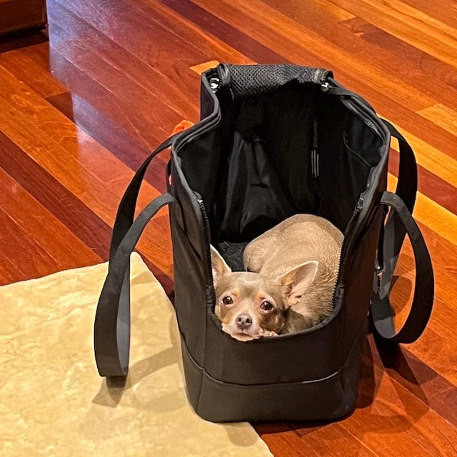Customer photo review of All-Black Pet Tote Bag
