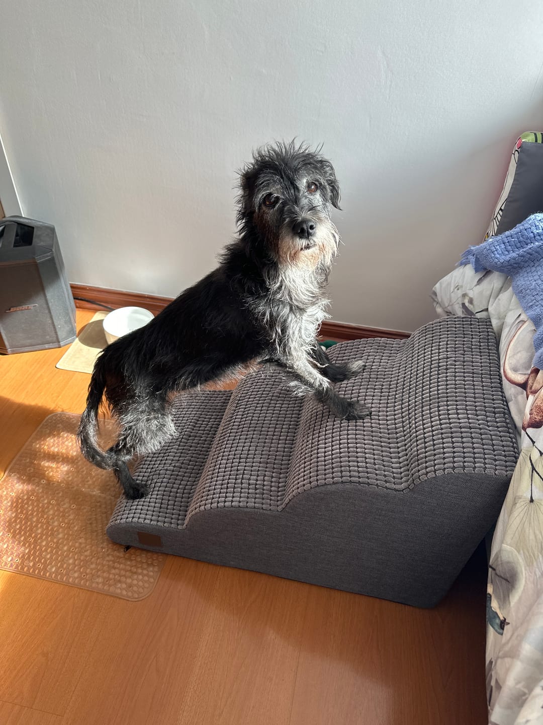 Customer photo review of Rampa Pendiente Suave THE DOGS