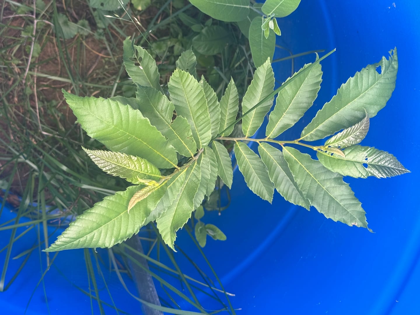 Customer photo review of Hybrid Chestnut