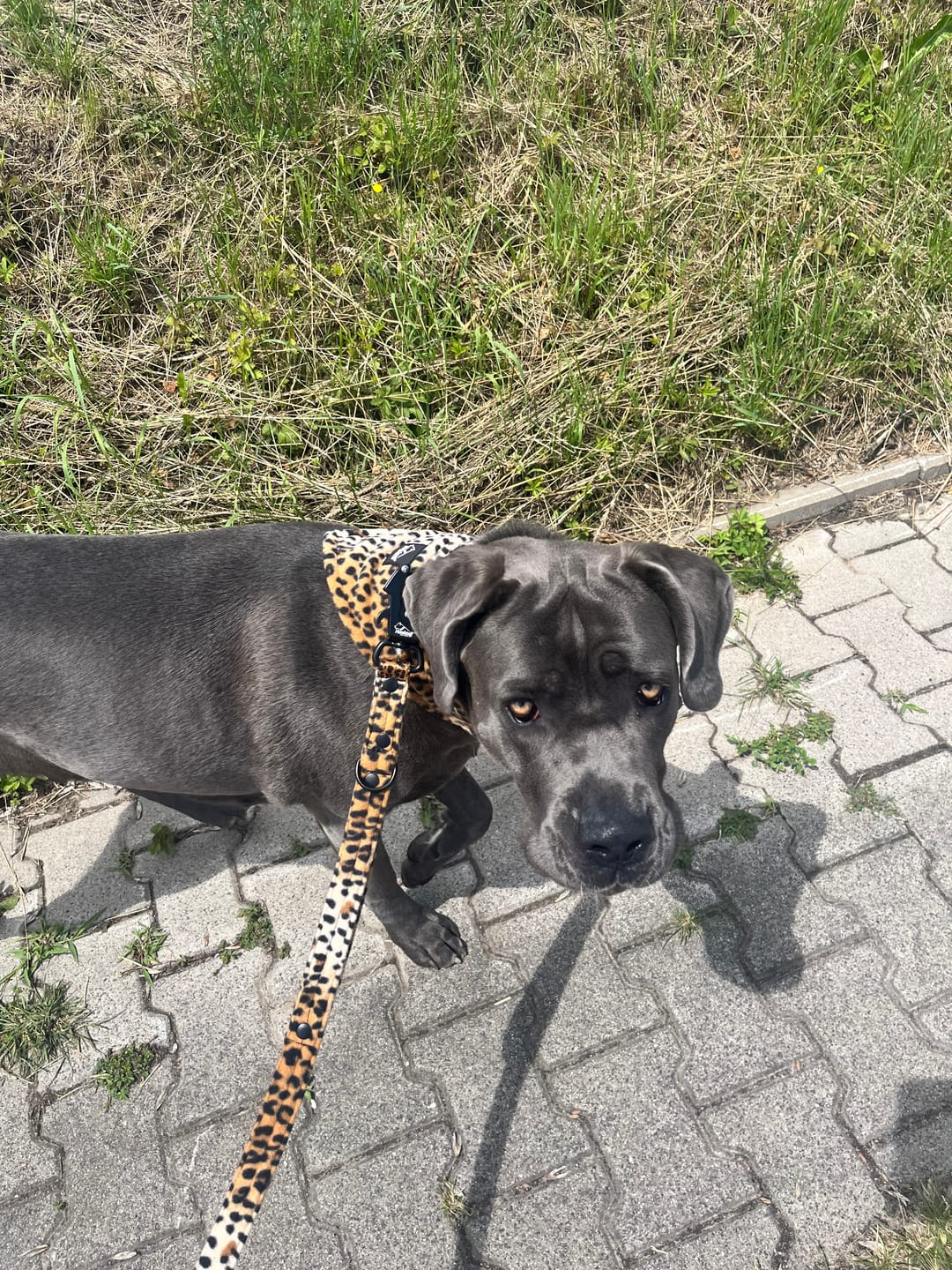Customer photo review of Smycz przepinana - Multi Leash Leopard