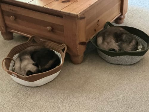 Kundenbewertung mit Foto zu Fellnest Katzenkorb