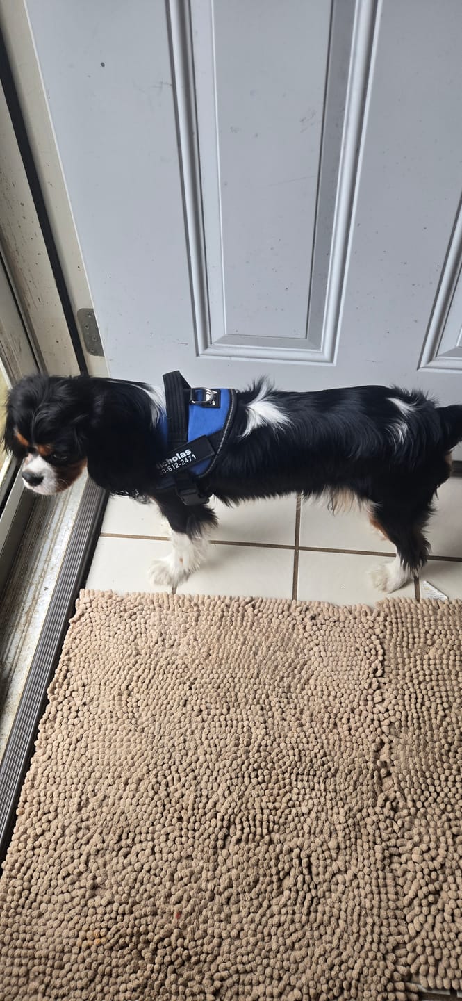 Customer photo review of Dogshood ™