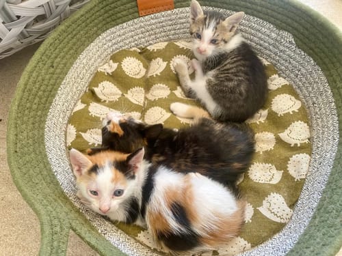 Kundenbewertung mit Foto zu Fellnest Katzenkorb