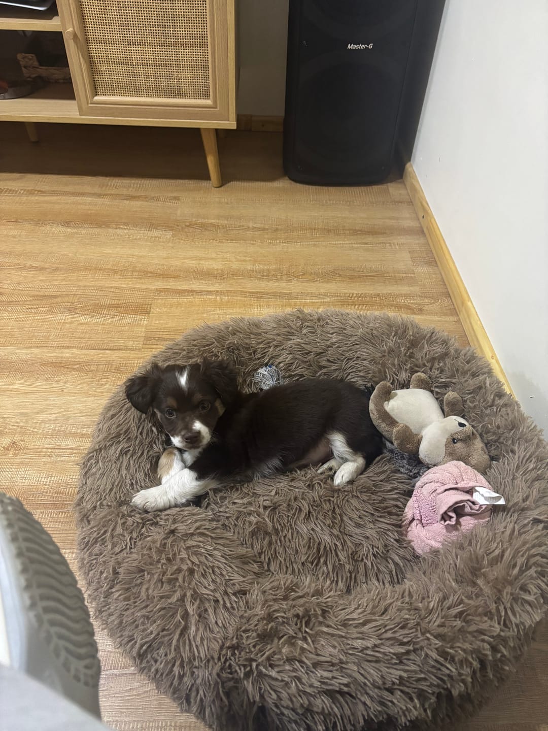 Customer photo review of Cama Anti-Estrés THE DOGS — Menos ansiedad, más descanso