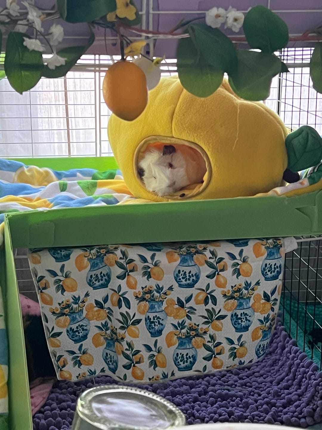 Customer photo review of Lemon Guinea Pig Hide | Amalfi Collection