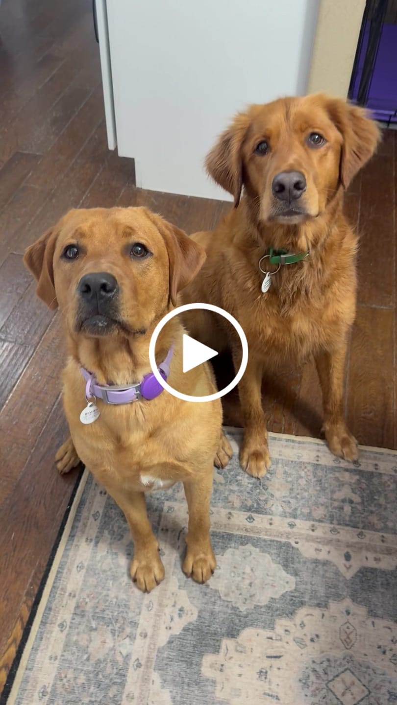 Customer video review of 12 Inch Beef Jerky Strip