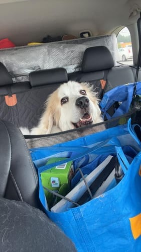 Customer photo review of MrBarks Dog Seat Cover