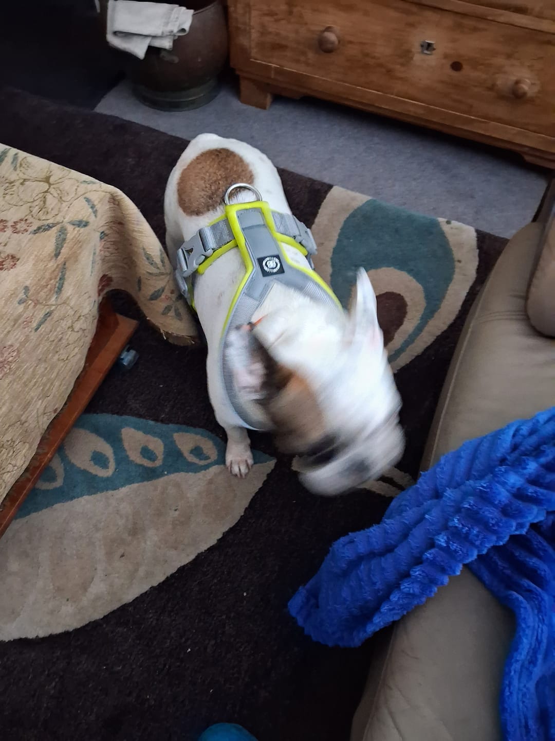 Customer photo review of Slip on Harness | Foam Padded - Metal Grey x Neon