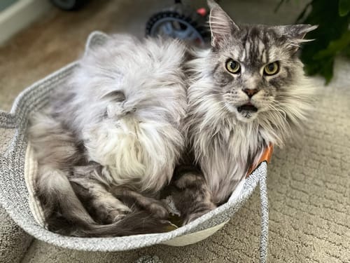 Kundenbewertung mit Foto zu Fellnest Katzenkorb