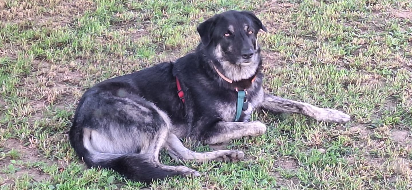 Customer photo review of Premium Hundegeschirr gepolstert