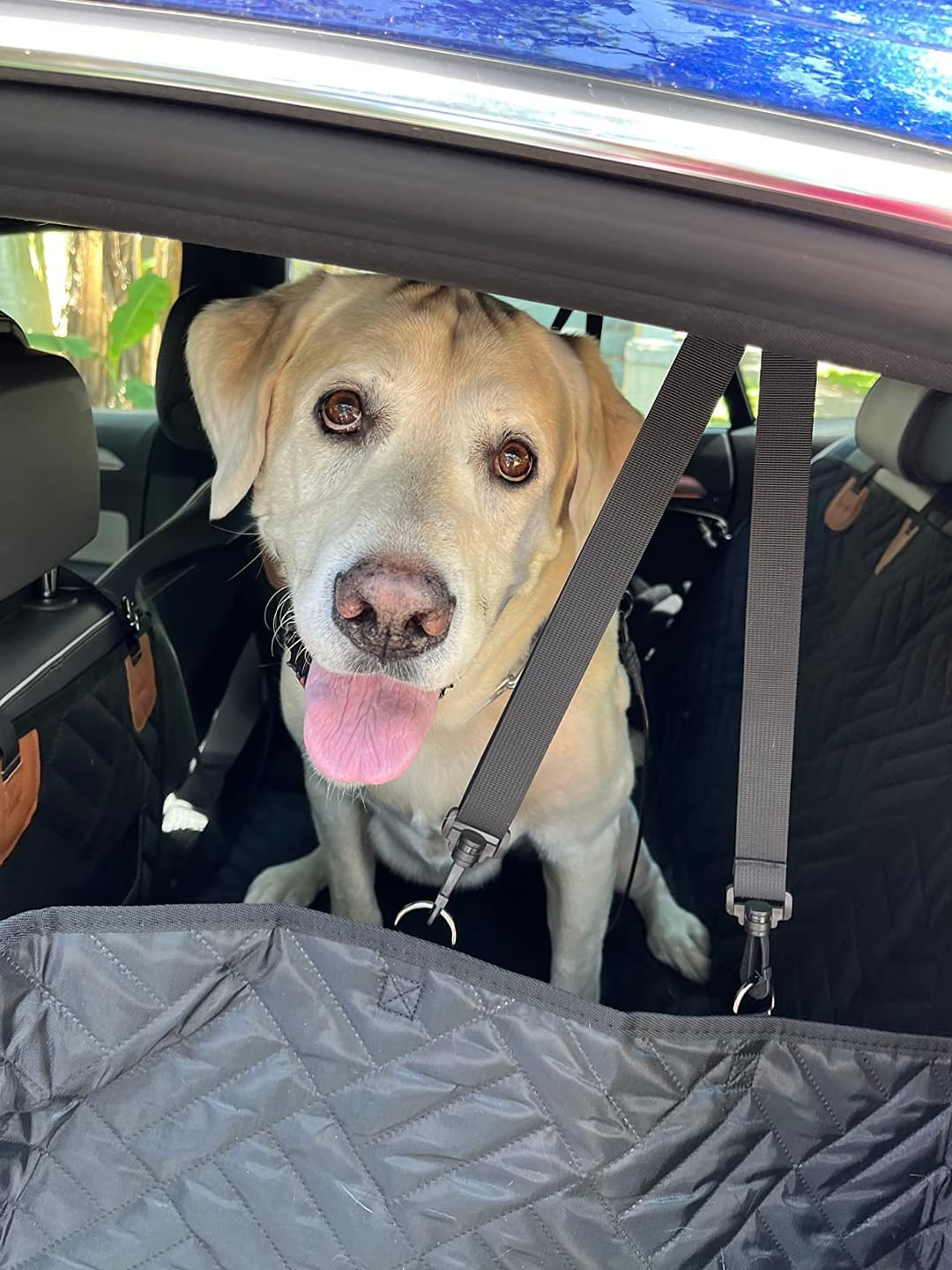 Customer photo review of MrBarks Dog Seat Cover