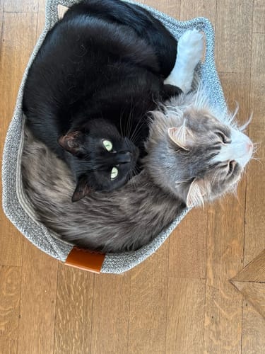 Kundenbewertung mit Foto zu Fellnest Katzenkorb