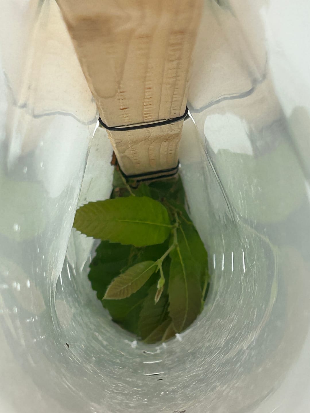 Customer photo review of Hybrid Chestnut