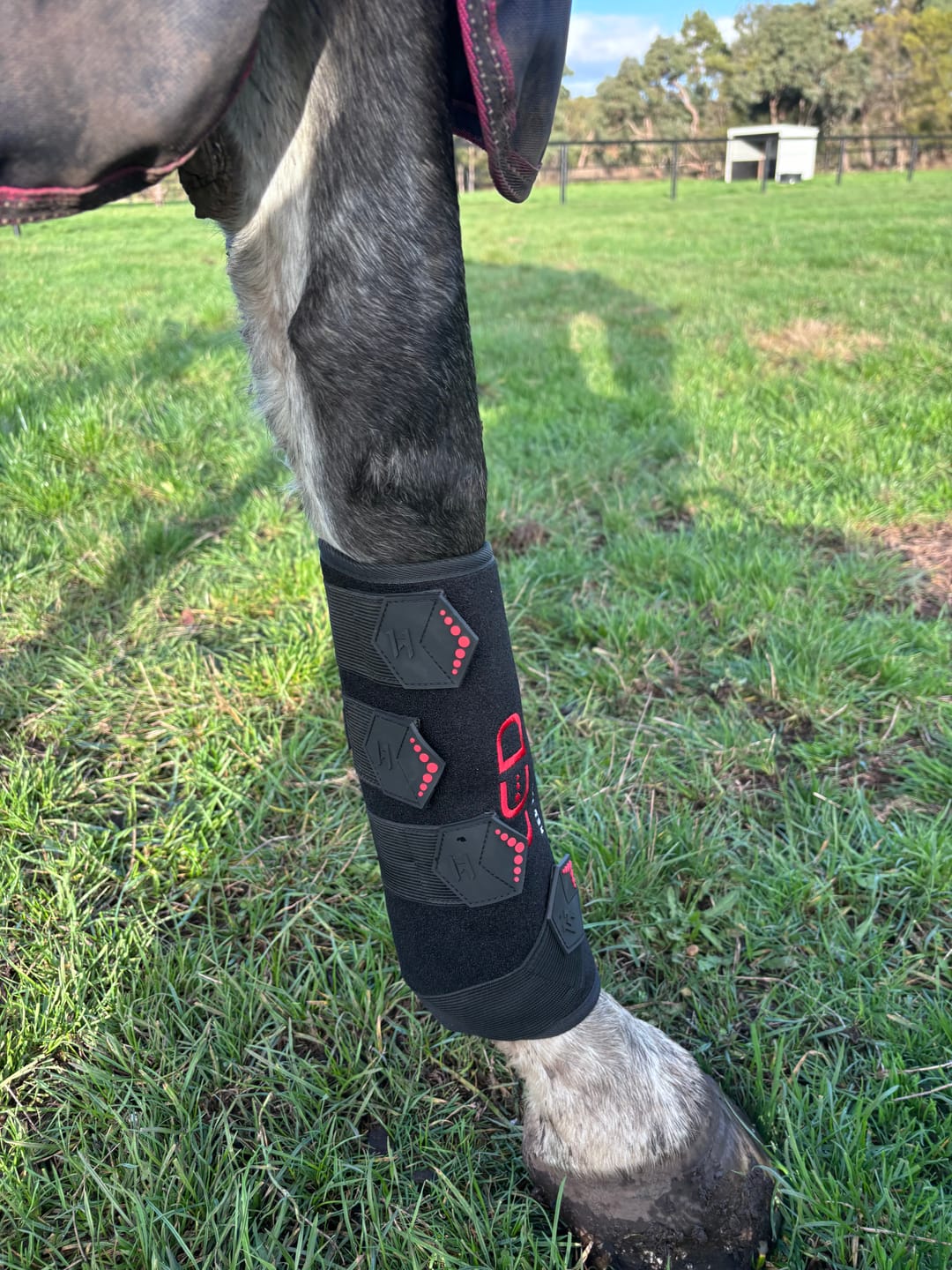 Customer photo review of Horseware LED Red Light Therapy Leg Wrap