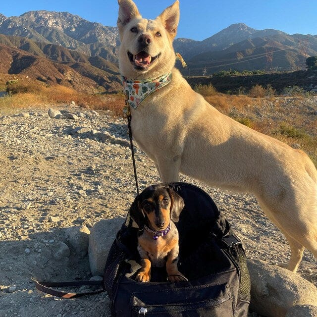 Customer photo review of All-Black Pet Backpack