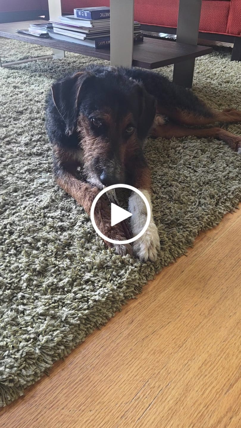 Customer video review of Regular Bully Sticks