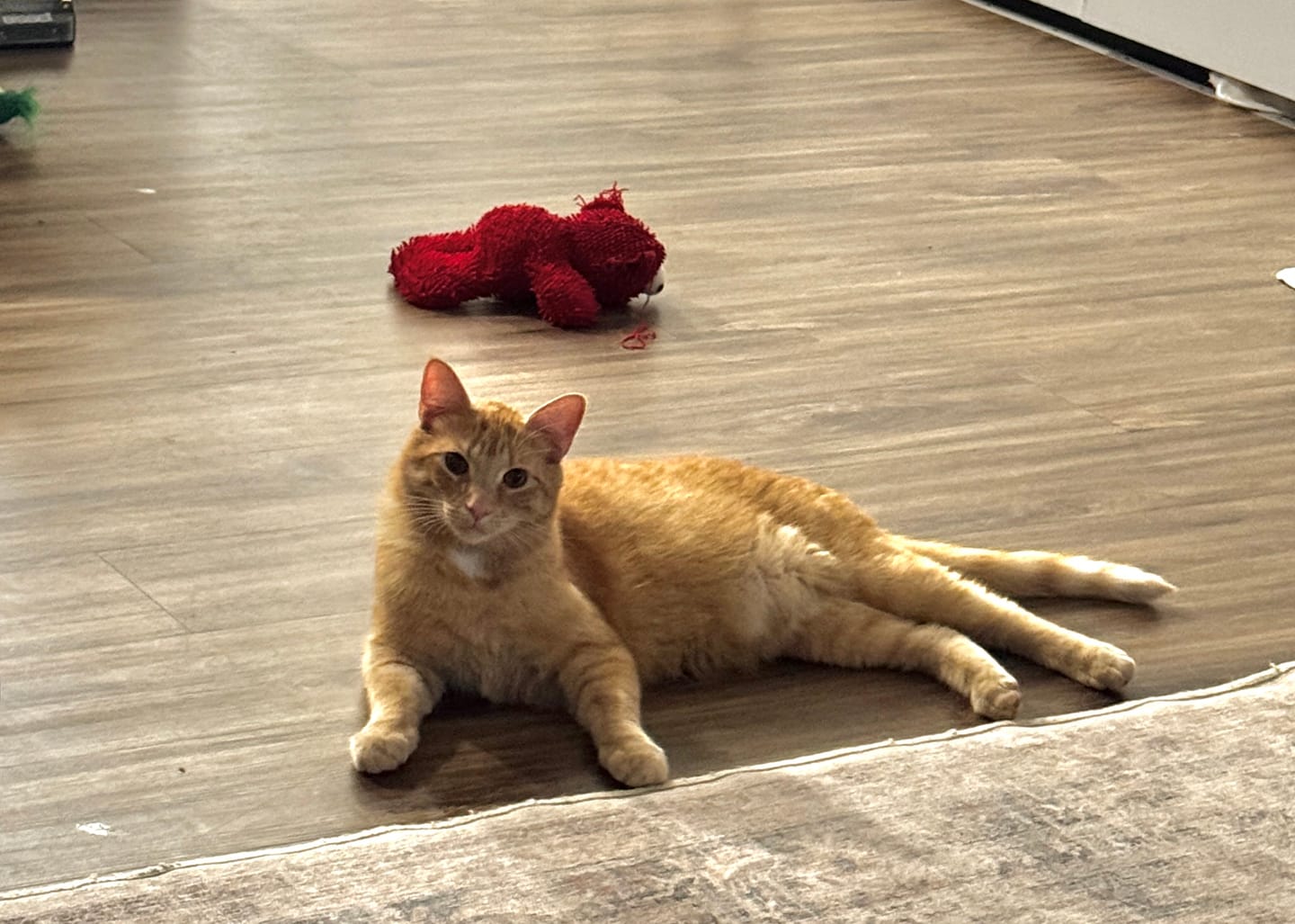 Customer photo review of Interactive Bird Simulation Cat Toy Set