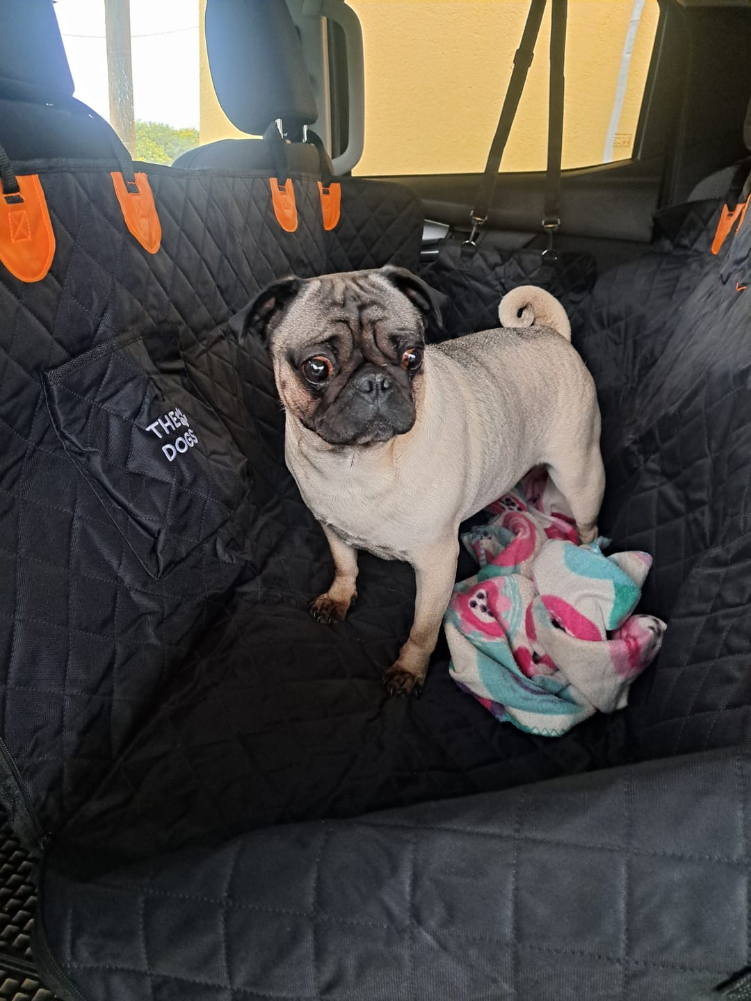 Customer photo review of Funda Impermeable THE DOGS — Auto limpio, perro seguro