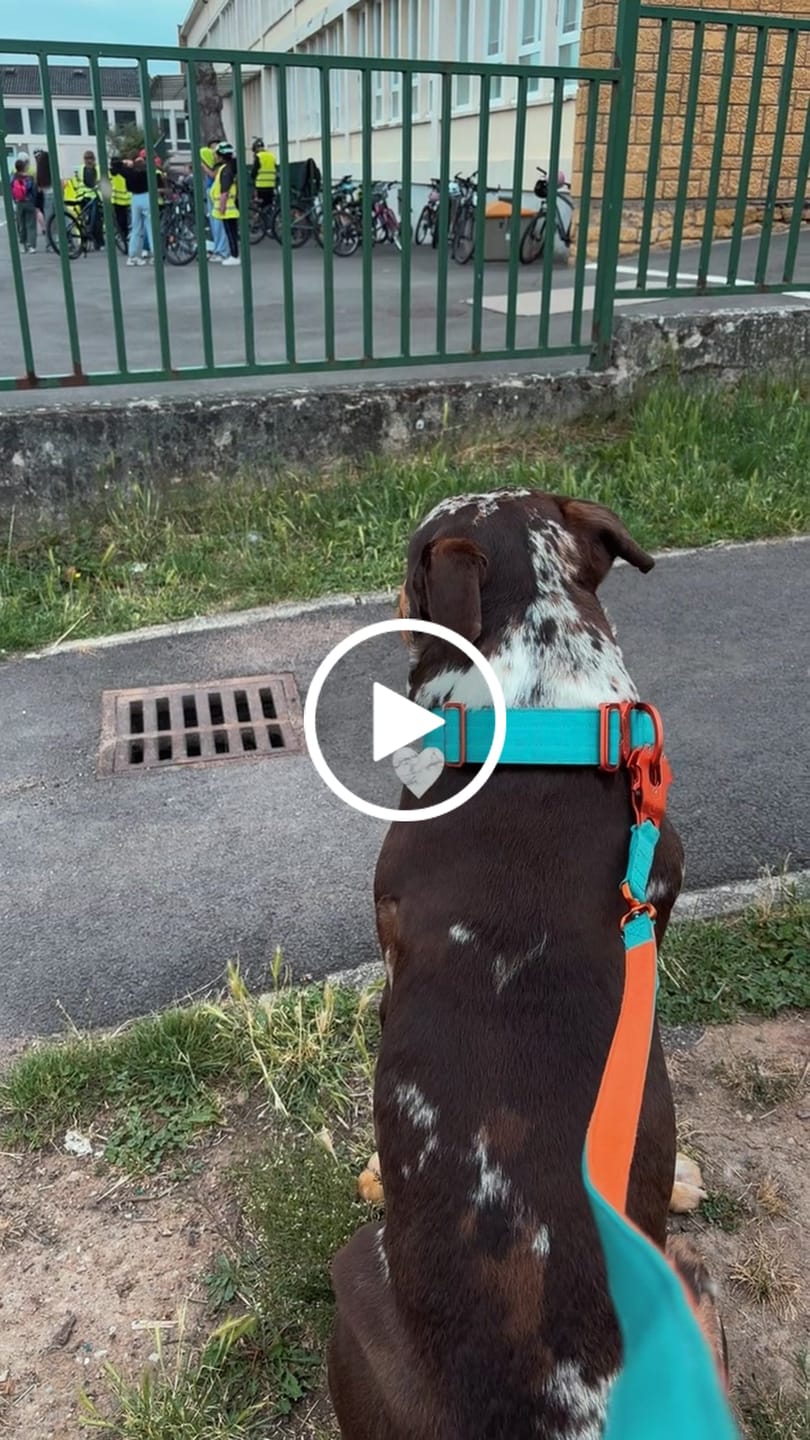 Customer video review of 5cm Lighter Combat® Collar | With Handle & Secure Clip - Turquoise x Orange