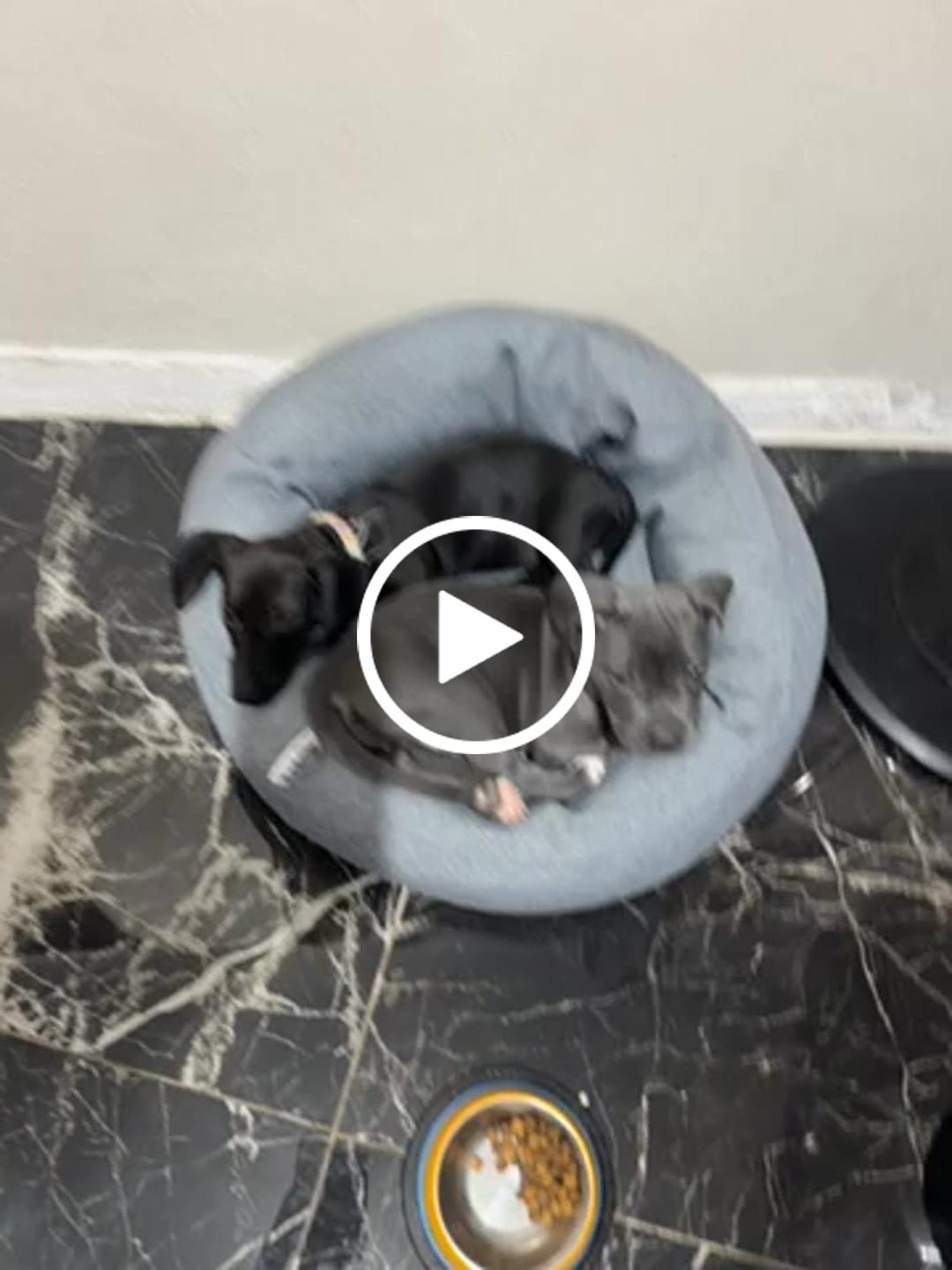 Customer video review of Cama Antiestrés para Perros