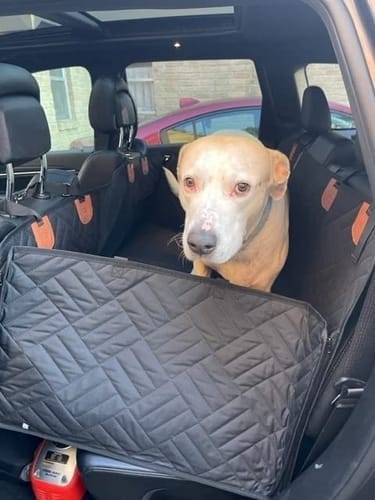 Customer photo review of MrBarks Dog Seat Cover