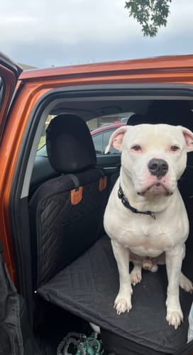 Customer photo review of MrBarks Dog Seat Cover