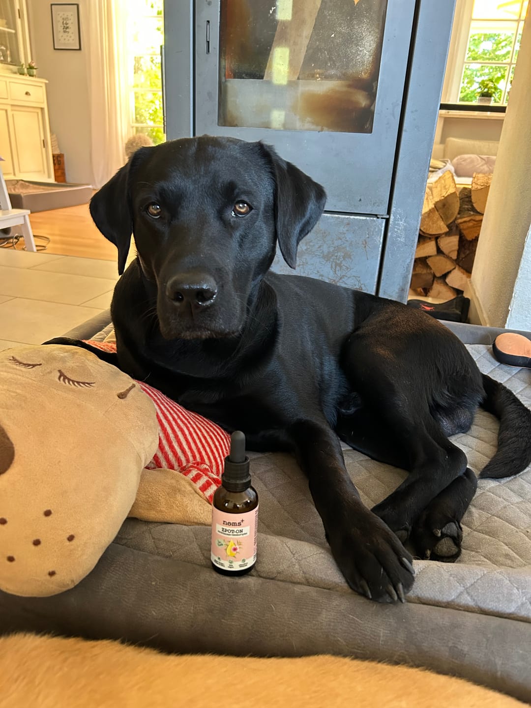 Customer photo review of Zpot-on classic für Hunde gegen Zecken, Flöhe, Milben & Mücken [Jahresvorrat]
