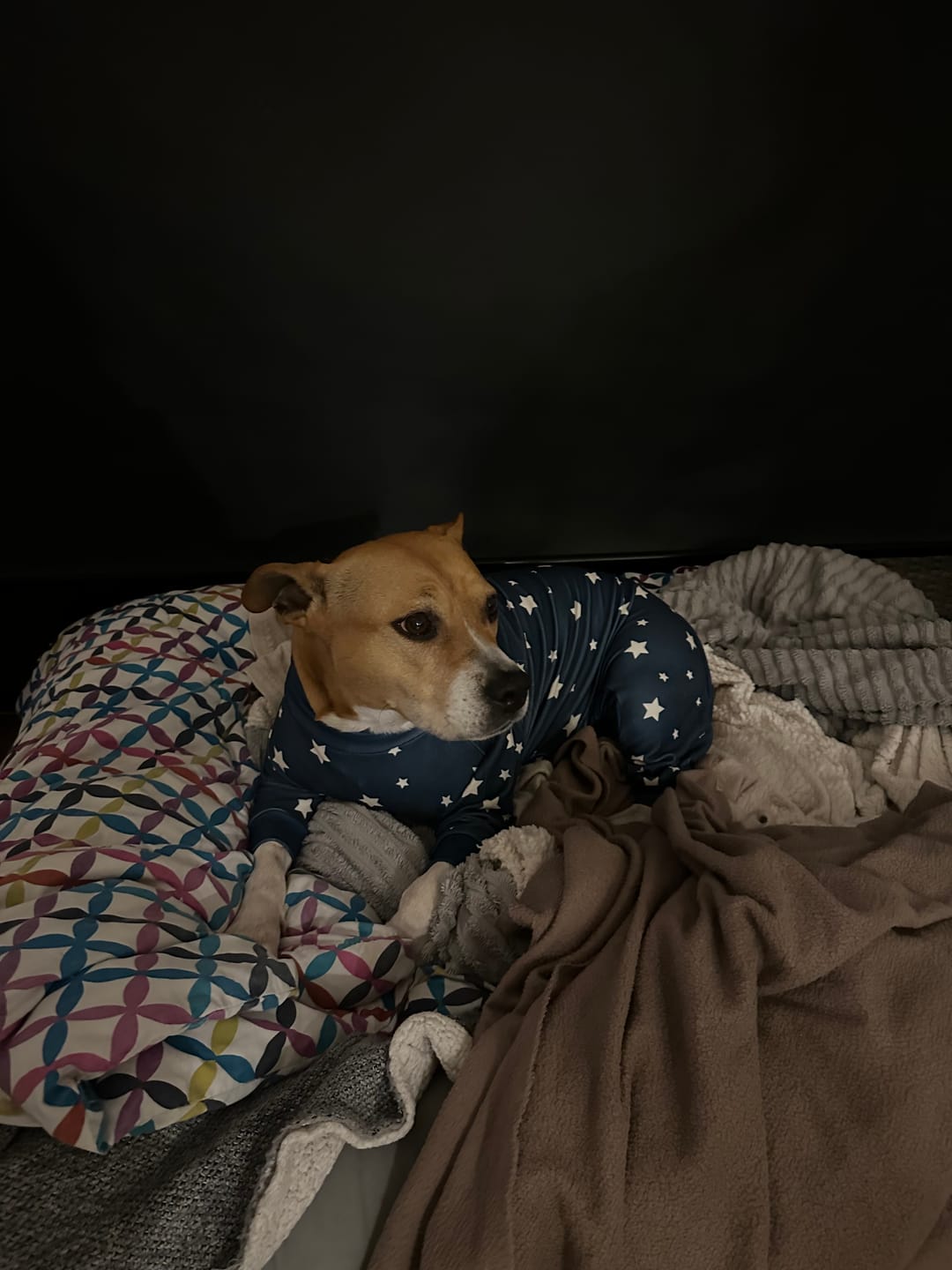 Customer photo review of Dog Pajama - Stars