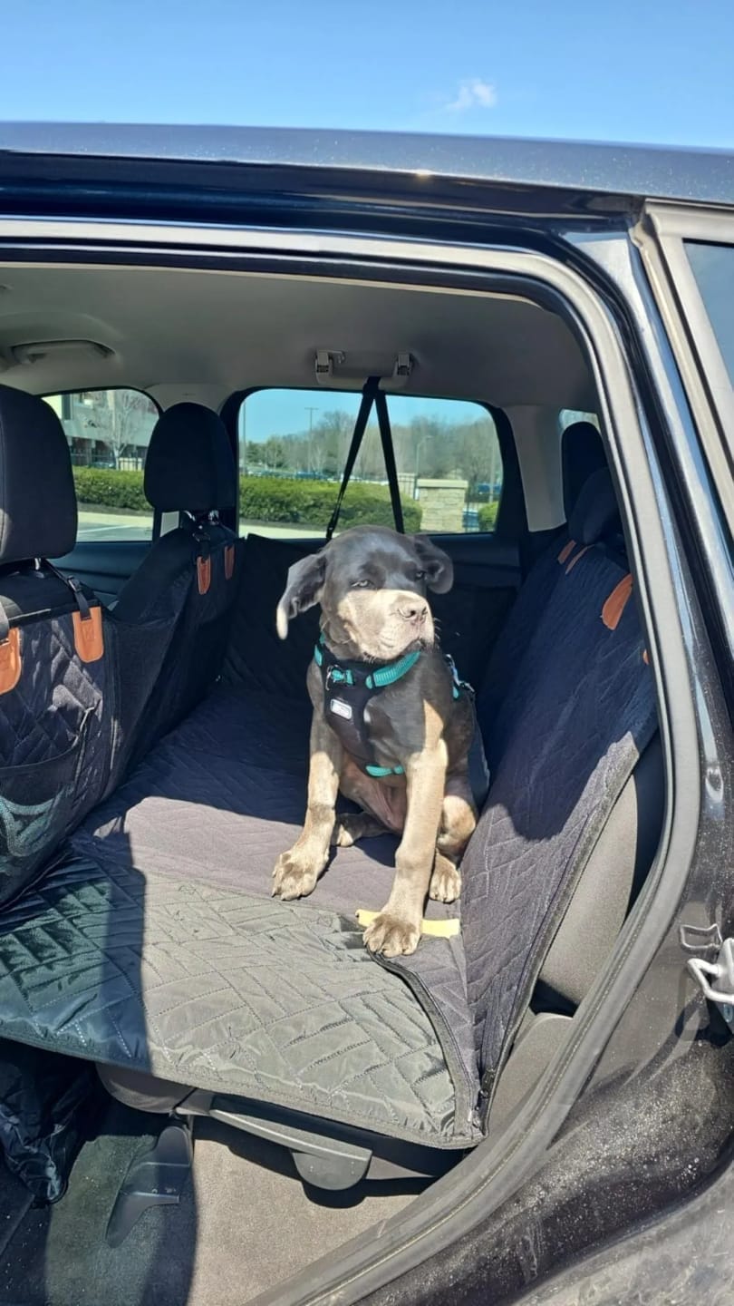 Customer photo review of MrBarks Dog Seat Cover