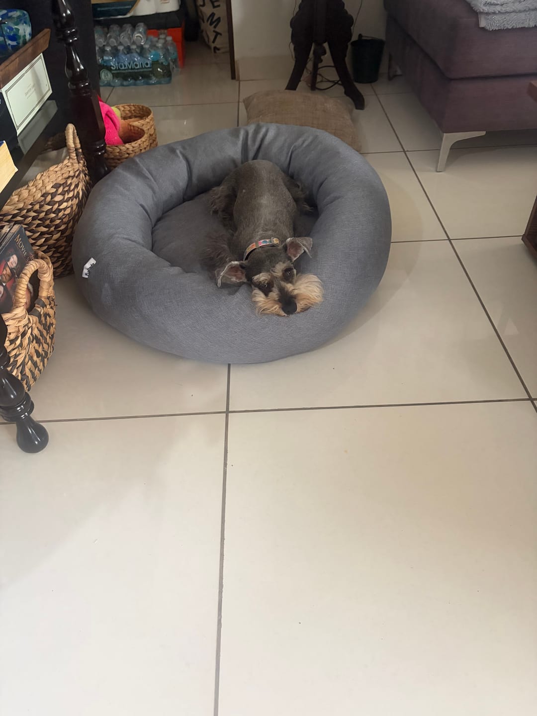 Customer photo review of Cama Antiestrés para Perros