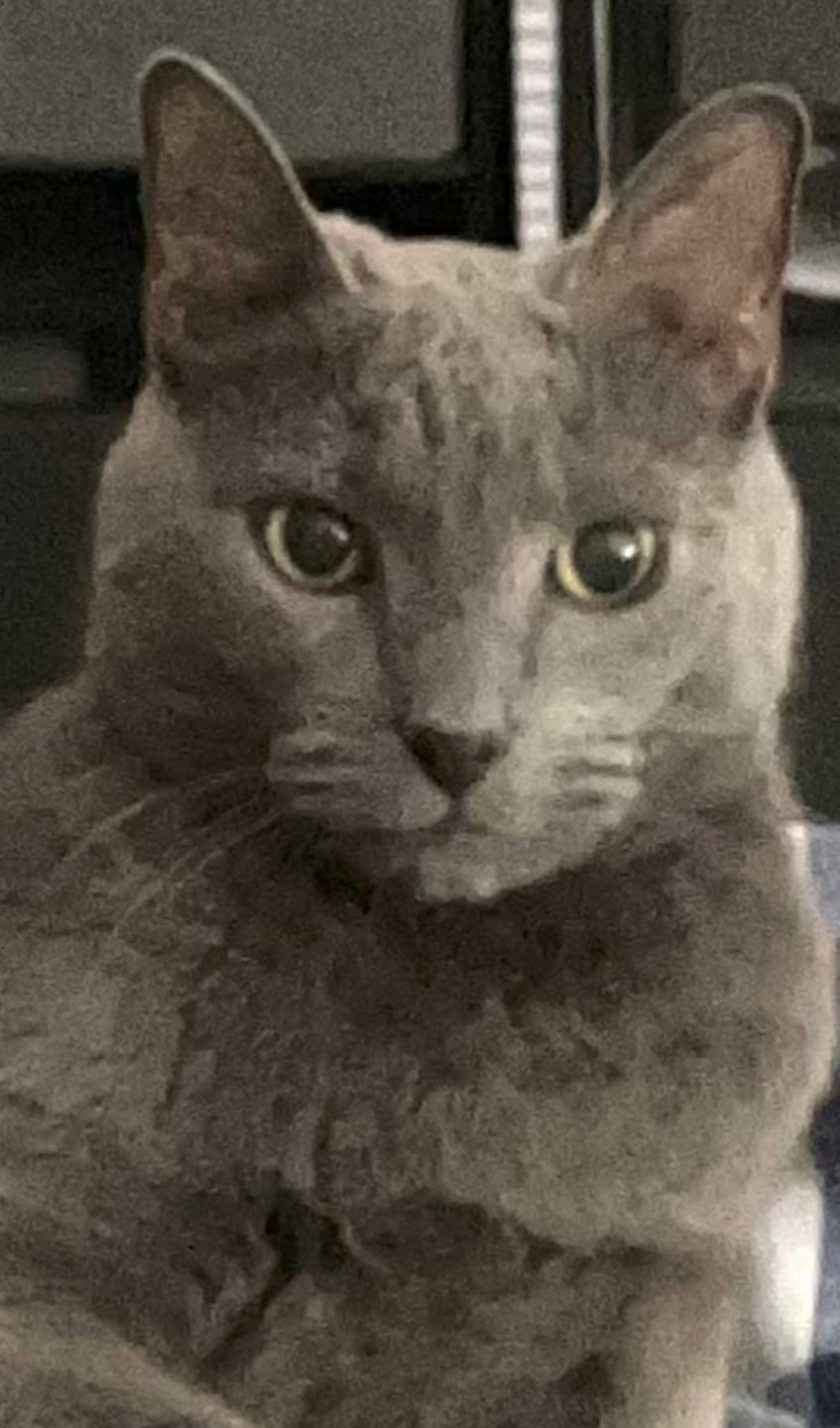 Customer photo review of 3x - Blisso Advanced Cat Probiotic