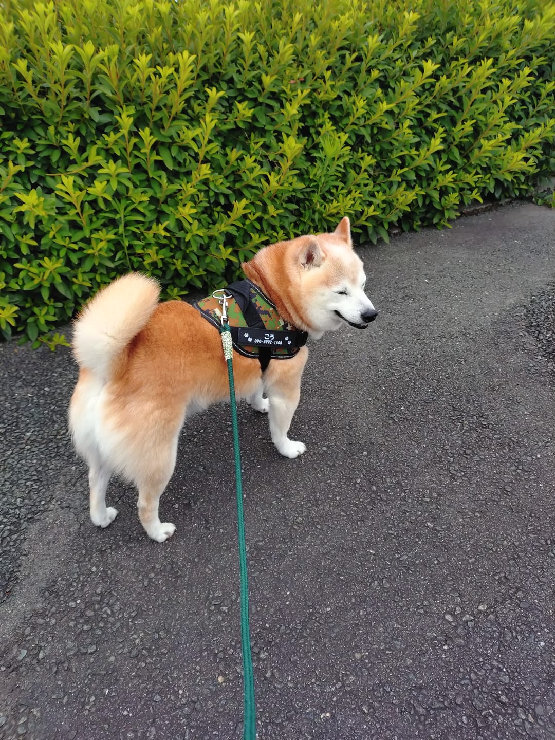 Customer photo review of FunFunPet 高機能ハーネス（お名前タグ作成サービス付き）