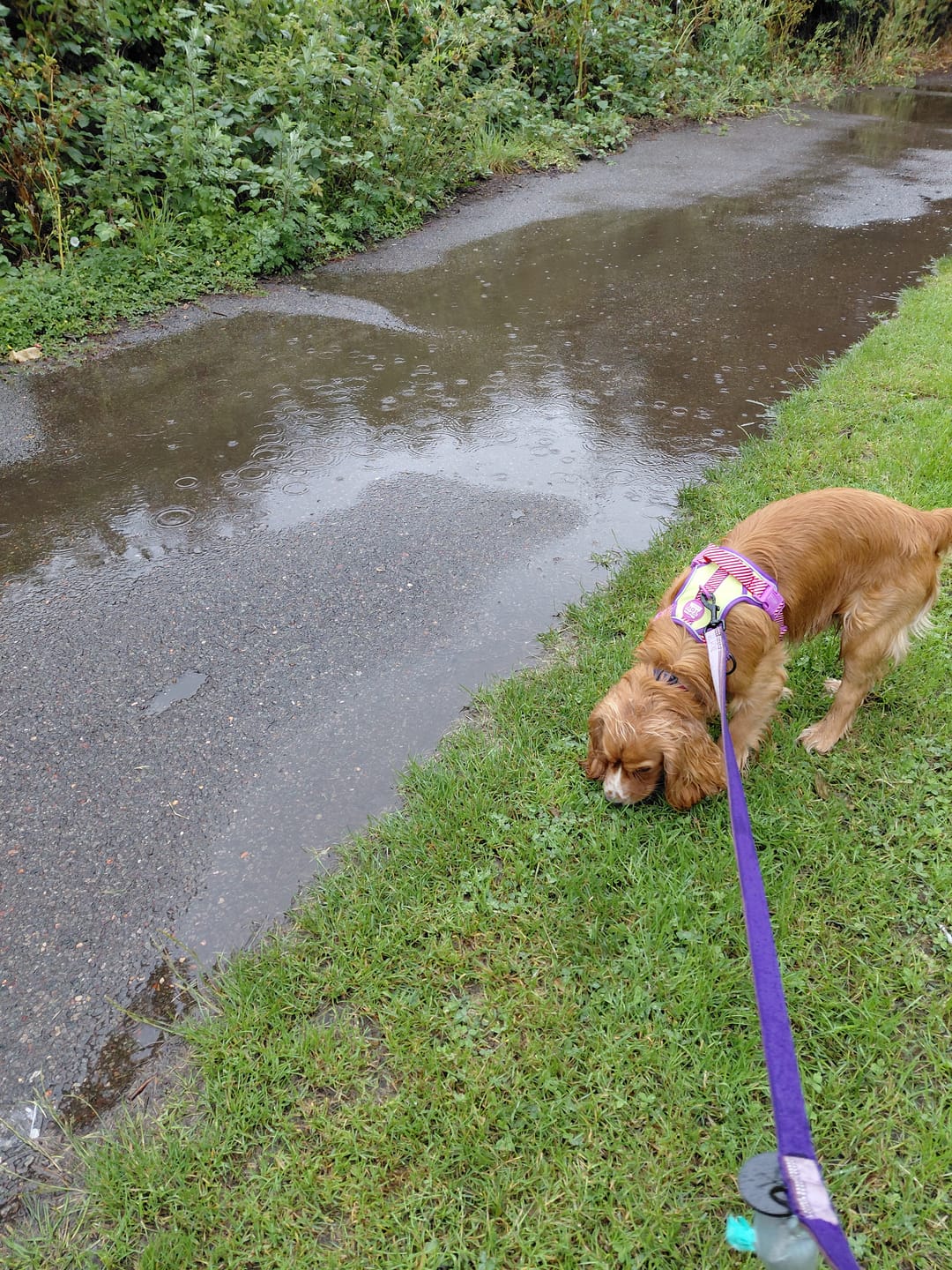 Customer photo review of Disney© Tough Trails™ Harness - Buzz Lightyear