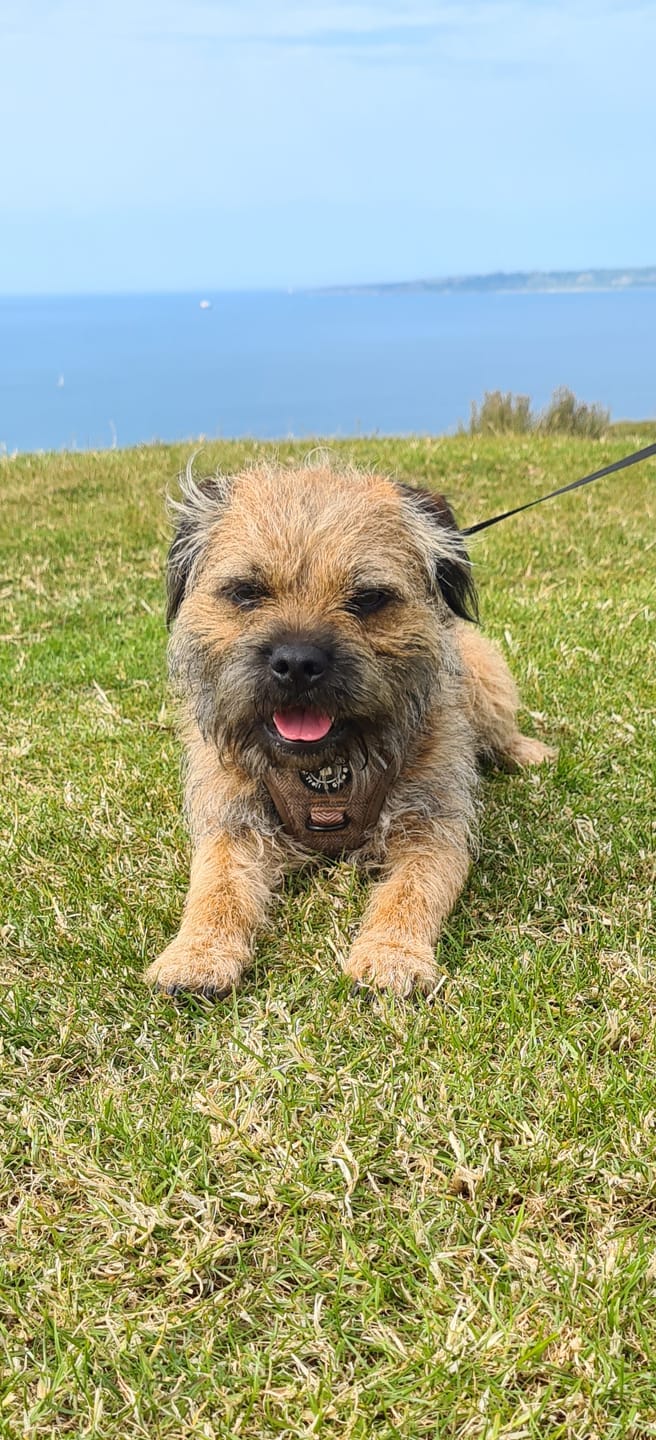 Customer photo review of Trail & Glow Tweed Dog Harness - Oxford Tweed