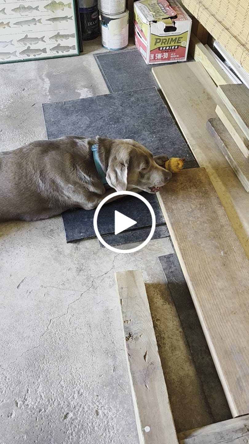 Customer video review of Hickory Smoked Bully Sticks