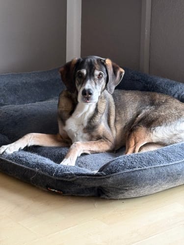 Der ältere Hund eines Kunden, der Active Hips nimmt, ruht sich in seinem dunklen Hundebett aus.
