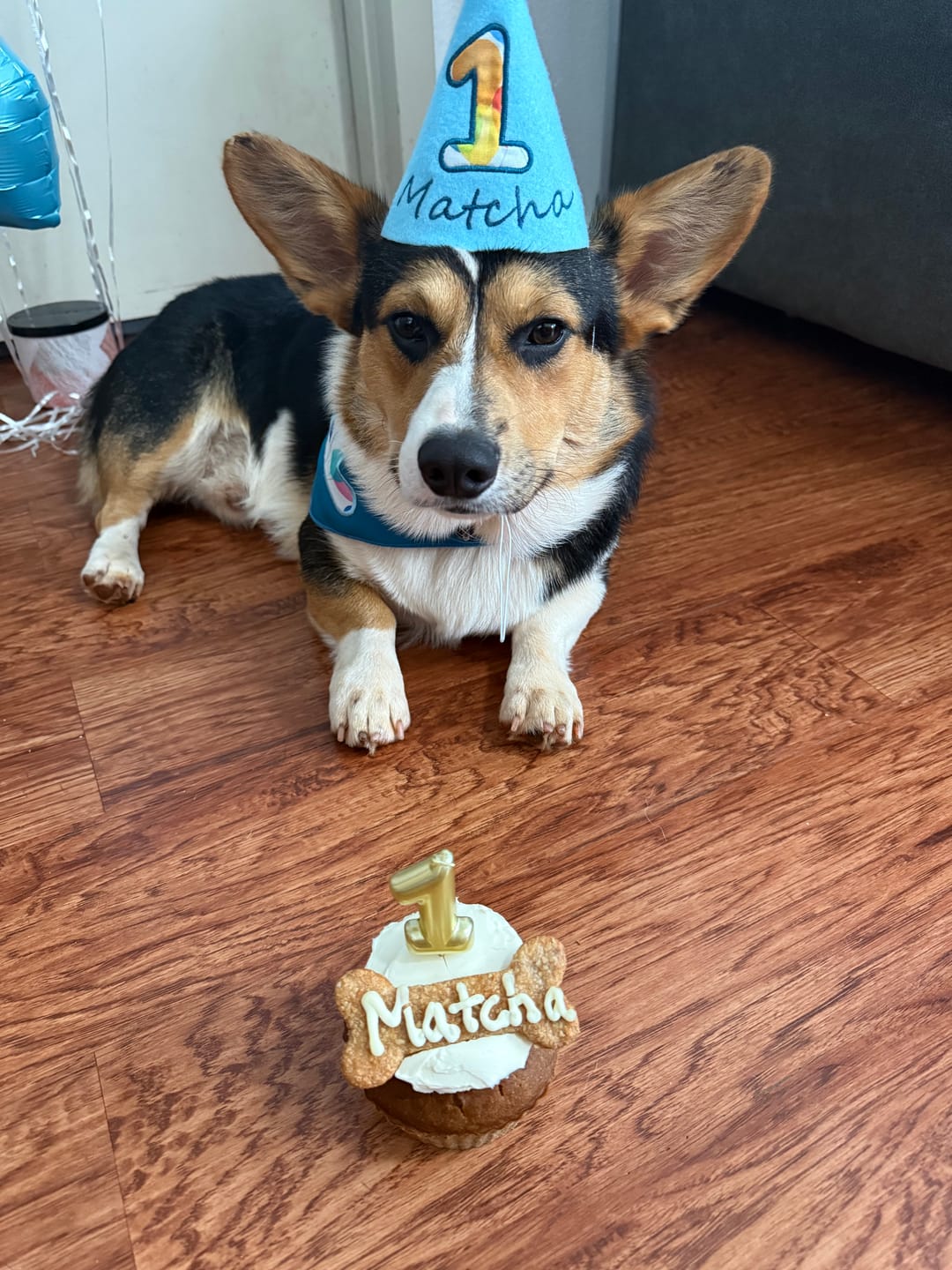 Customer photo review of Personalized Dog Party Pack