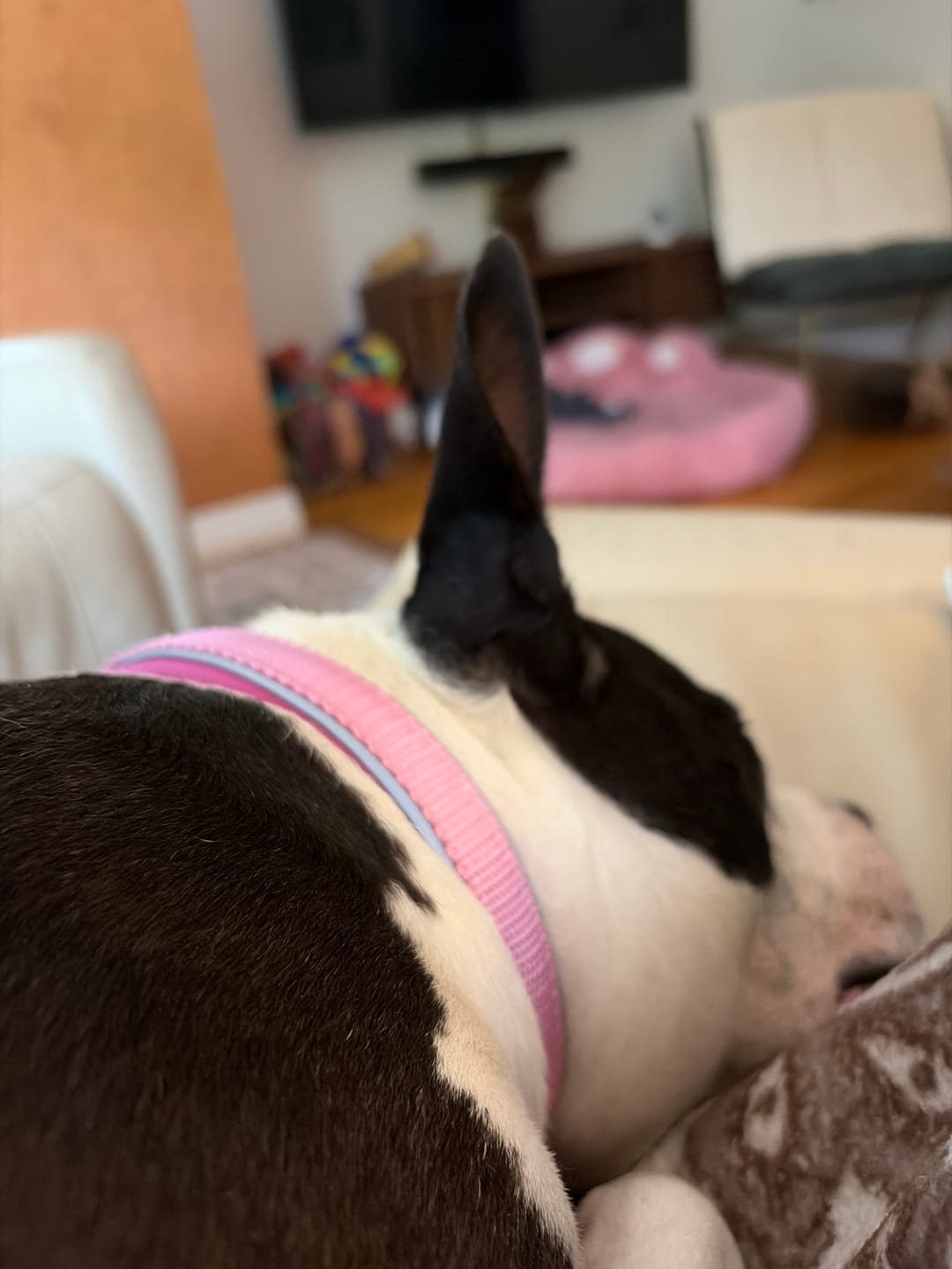 Customer photo review of Cushioned Martingale Collar - Pink