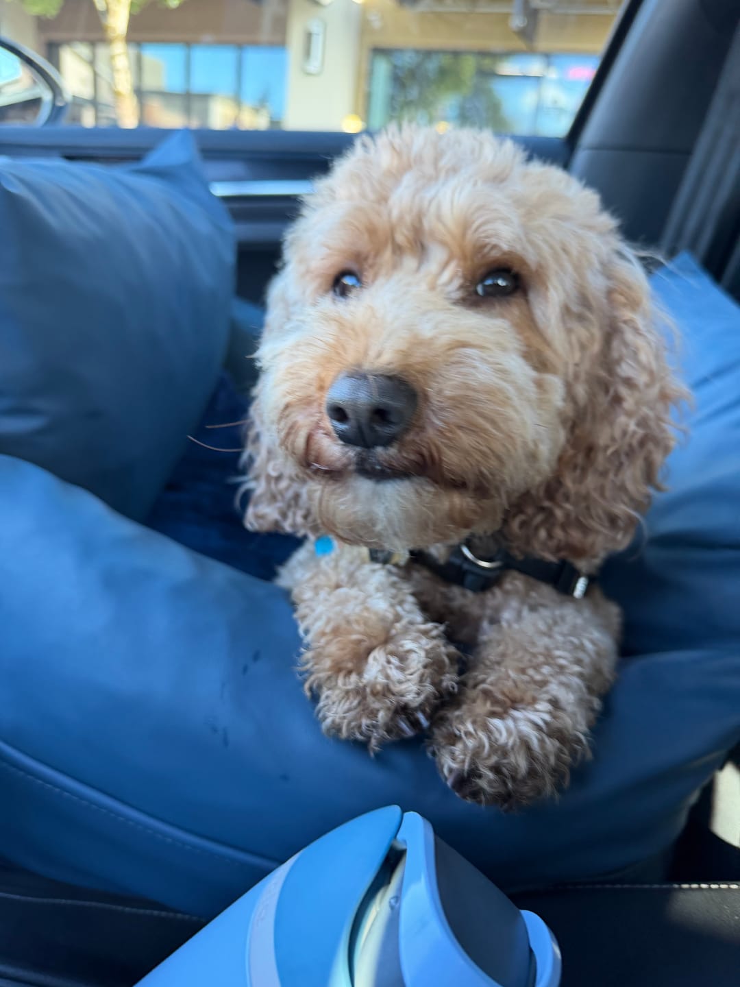 Customer photo review of The Dog Dock V2 New & Improved with LATCH / ISO FIX anchors