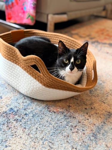 Kundenbewertung mit Foto zu Fellnest Katzenkorb