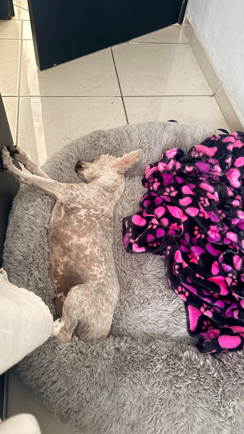 Customer photo review of Funda Lino para Cama Antiestrés para Perros