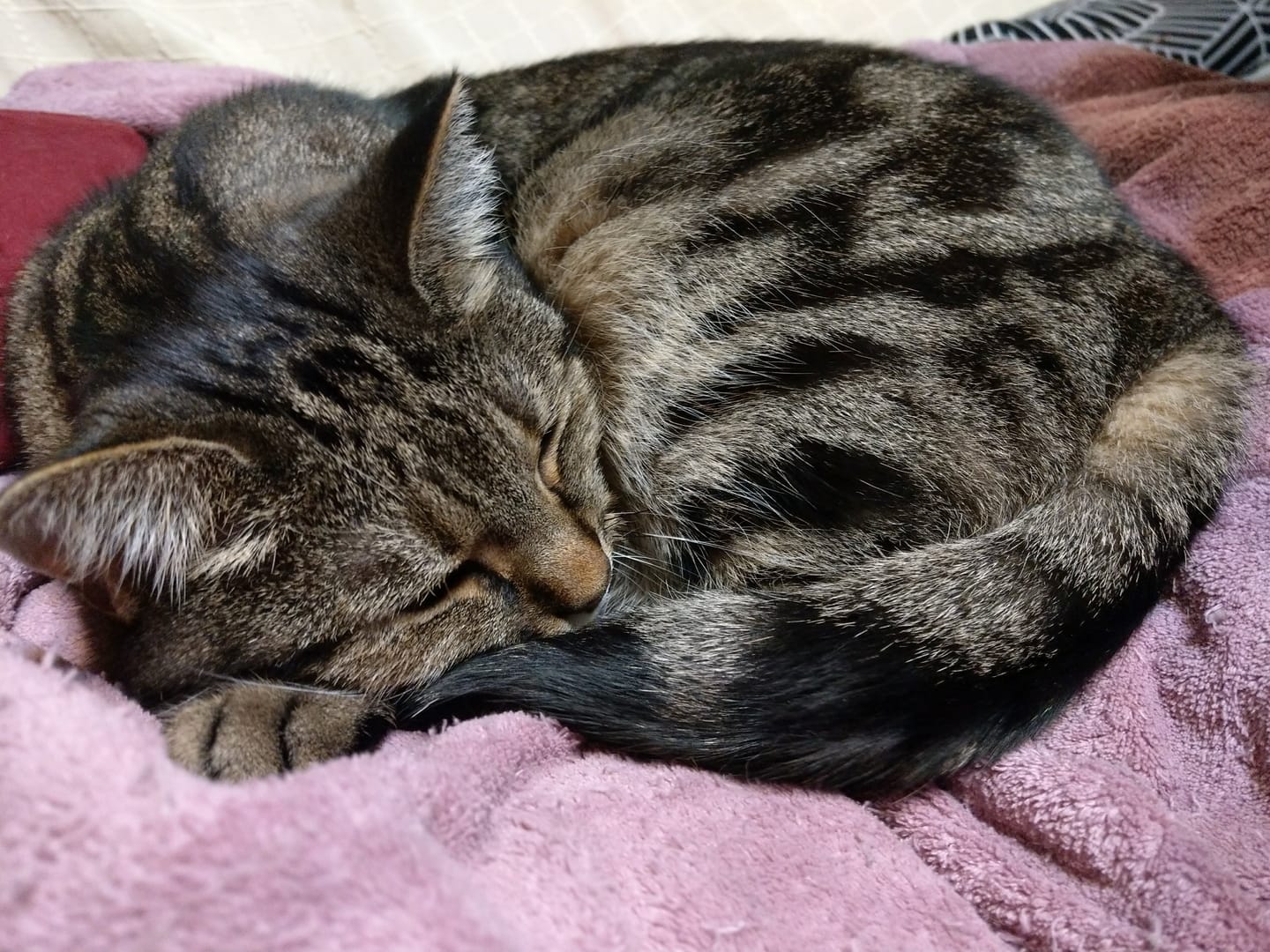 Customer photo review of Katzenstreu 2+1 Aktion