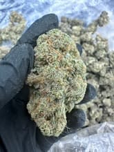 Customer photo review of Biscotti THCA Flower (Premium)